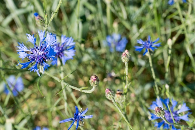 wild cornflowers in a wheat field on a sunny day.