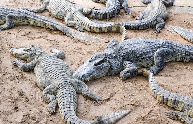 Wild crocodiles on the river bank