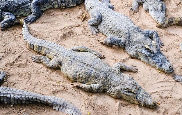 Wild crocodiles on the river bank