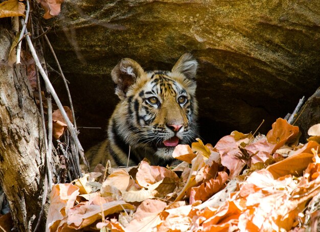 Photo wild cub bengal tiger looks out from rocks in the jungle india bandhavgarh national park 