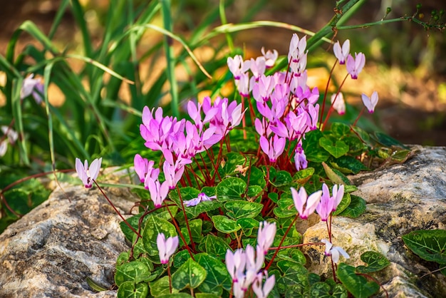 Wild cyclamens flowers