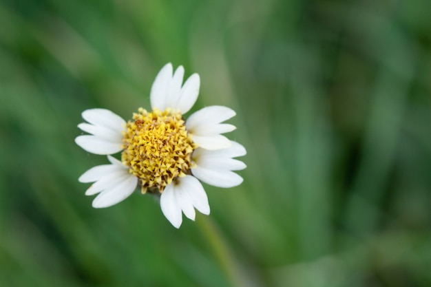 Wild Daisy on blur.