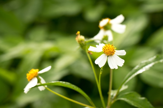 Wild daisy on green natural background