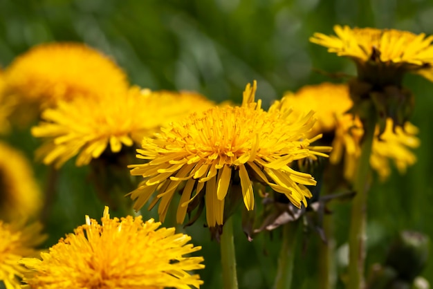 Wild dandelions growing in the field