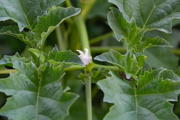 wild datura ferox plant blooming in spring