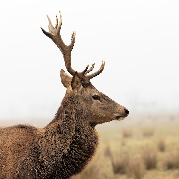 Wild deer in forest with morning fog in winter