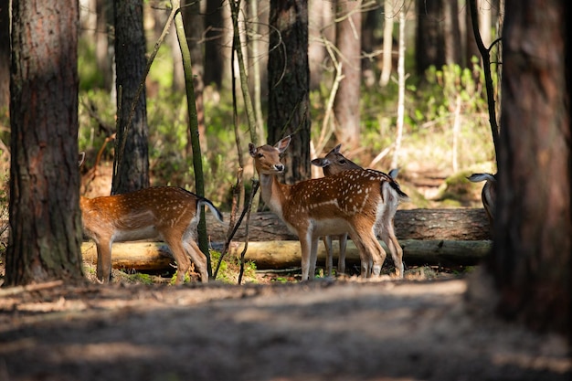 Photo wild deer in the forest