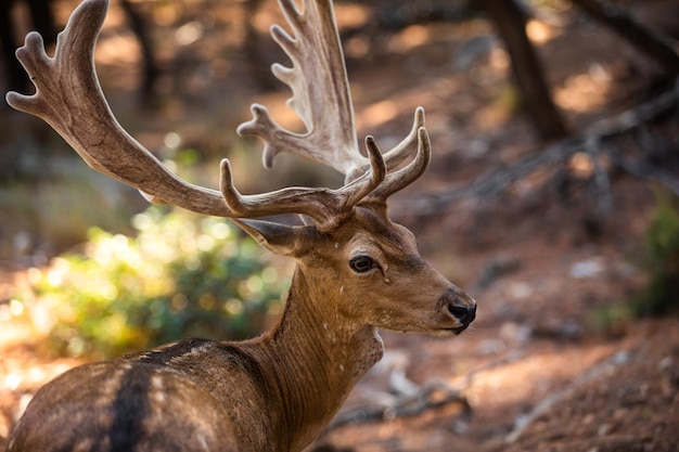 Wild deer male in the forest on the Moni island Greece