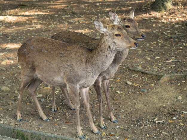 Wild deer in Nara Park in Japan. Deer are symbol of Nara greatest tourist attraction.