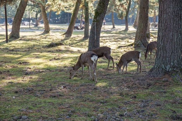 Wild Deer in Nara Park popular travel location in Kansai region of Japan