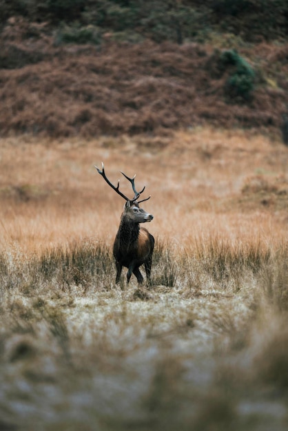 Photo wild deer with beautiful large antlers