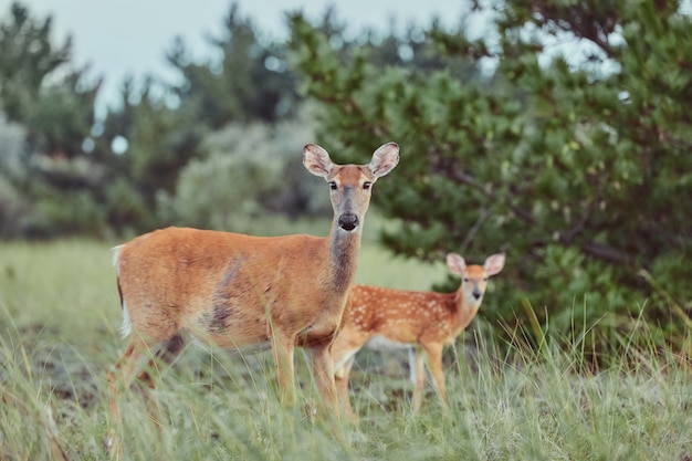 Wild deers outdoors in forest eating grass fearless beautiful and cute