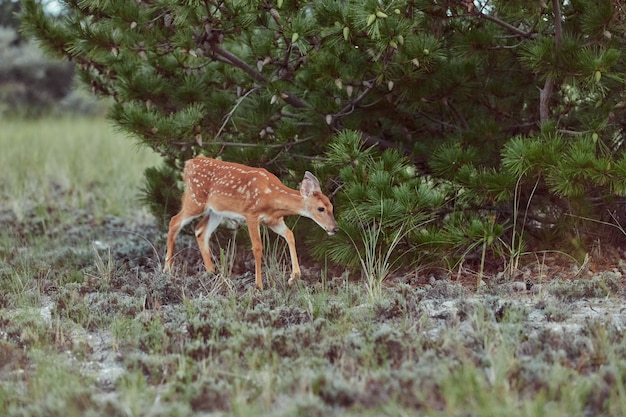 Wild deers outdoors in forest eating grass fearless beautiful and cute