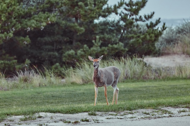 Wild deers outdoors in forest eating grass fearless beautiful and cute