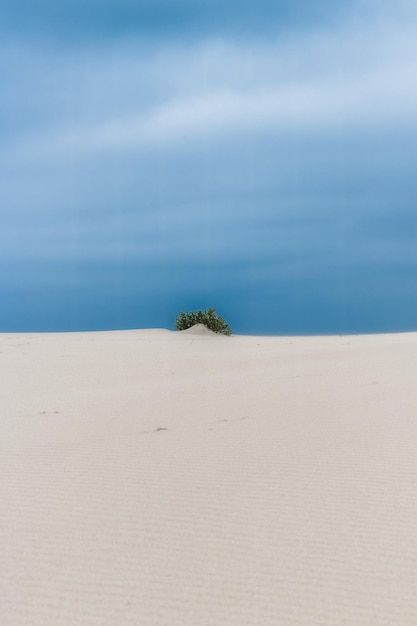 Wild desert beauty in nature landscapes and environment concept