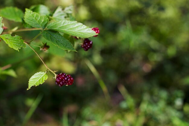 Photo wild dewberry on a branch in sunny summer forest