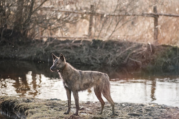 A wild dog in the backlight stands by the stream Sunset