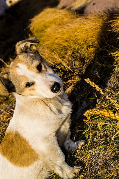 Wild dog posing for the camera