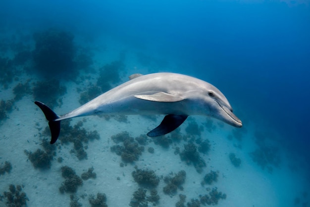 Wild dolphin swimming underwater in the red sea