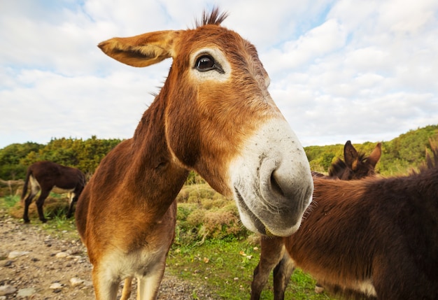 Wild donkey in Northern Cyprus