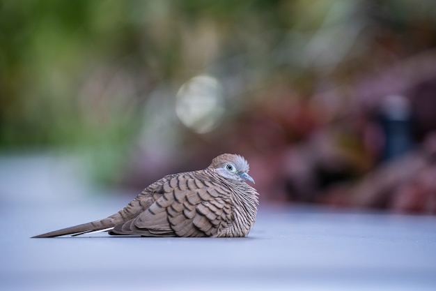 The wild dove or spilopelia chinensis or pearl-necked dove or spotted turtle-dove