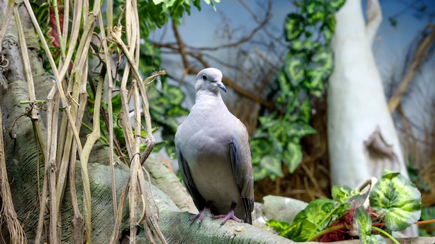 Wild dove of a turtledove 