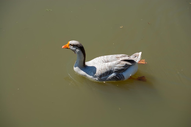 Wild duck by the side of a pond