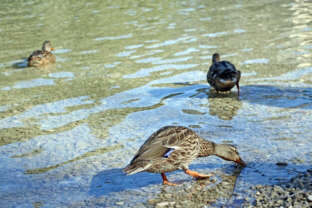 A wild duck drinks cold clean mountain water from a lake