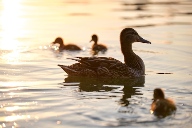 Wild duck family of mother bird and her chicks swimming on lake water at bright sunset Birdwatching concept