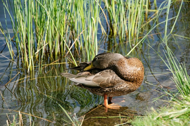 Wild duck in its natural environment on the pond