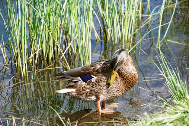 Wild duck in its natural environment on the pond