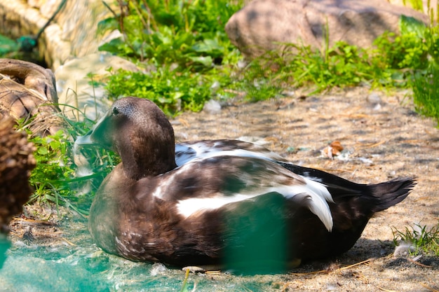 A wild duck sits on the sand in the greenery