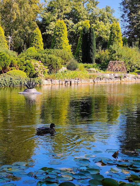 A wild duck swims across the lake after reeds and water lilies The surface of the water is calm