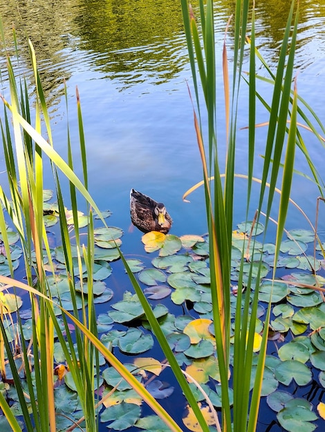 A wild duck swims across the lake after reeds and water lilies