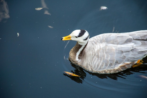 Wild duck swims on the lake in the park