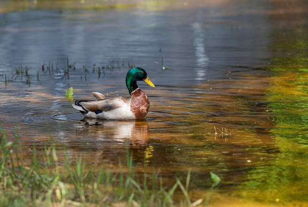 Wild ducks feed in a pond against the backdrop of picturesque water