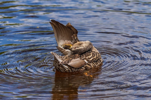 Wild ducks feed in a pond against the backdrop of picturesque water