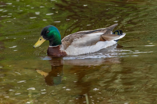 Wild ducks feed in a pond against the backdrop of picturesque water