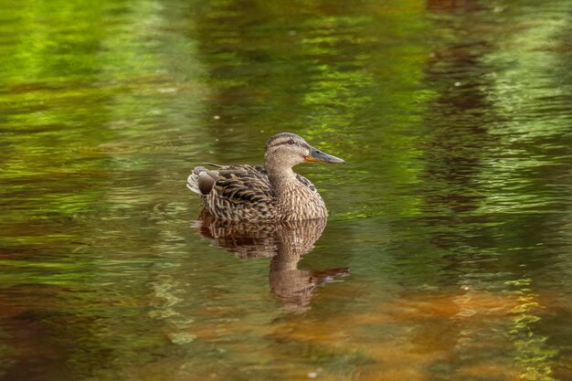 Wild ducks feed in a pond against the backdrop of picturesque water