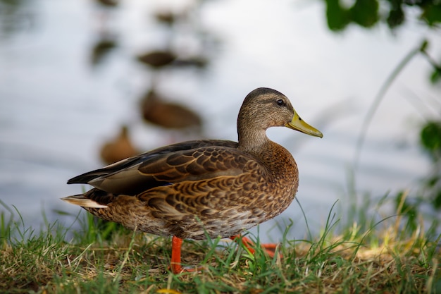 Wild ducks on the lake in nature