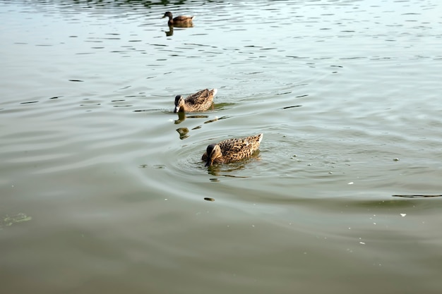 Wild ducks in nature in summer or spring, the ducks are free and have flown to live in Europe