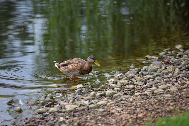 wild ducks in the park on the surface of the water and on the lawn