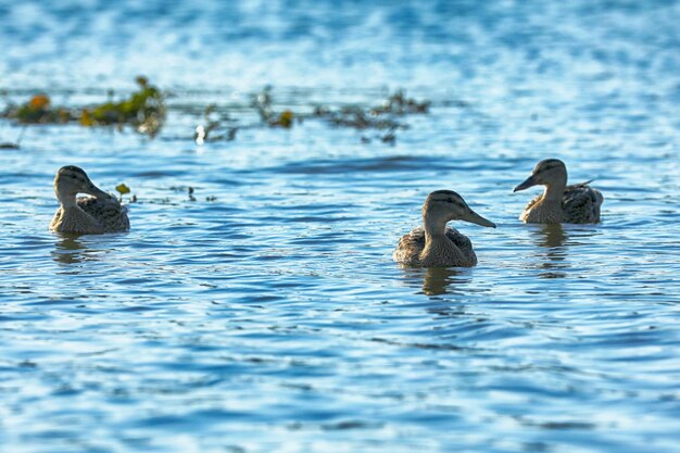 Photo wild ducks on the river in summer time wildlife