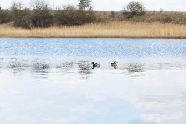 Wild ducks swim in a clear lake on a sunny spring day