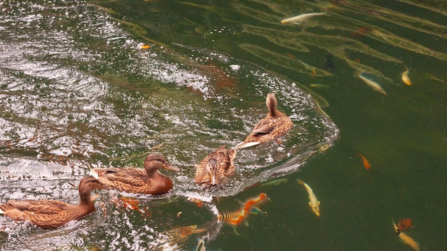 Wild ducks swim in the lake above a freshwater flock of cyet fish in the rain top view