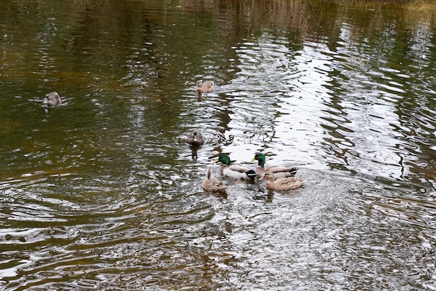 Wild ducks swim in lake in winter day