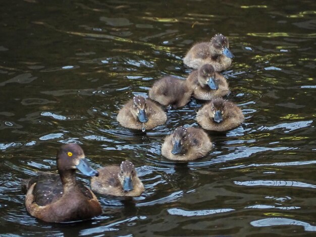 Wild ducks swimming through the canals of Pavlovsky Park. Pavlovsk, Russia.