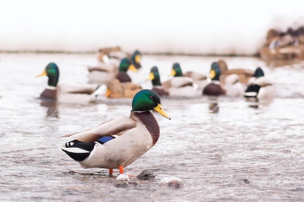 Wild ducks walk in the shallow water of the pond in the city park