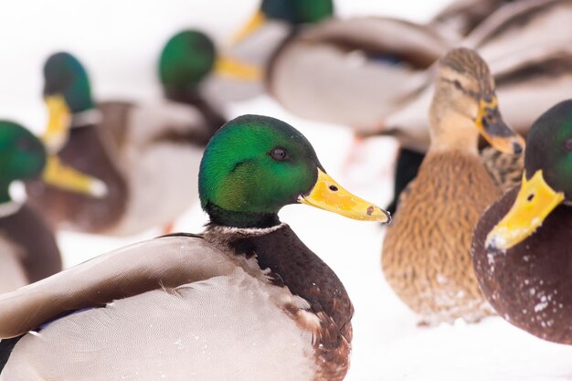 Wild ducks walk in the snow near the pond in the city park