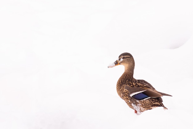 Wild ducks walk in the snow near the pond in the city park